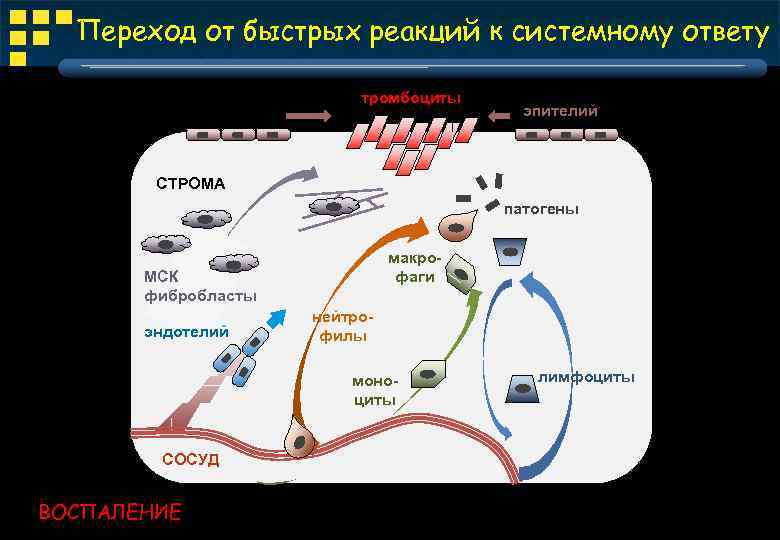 Переход от быстрых реакций к системному ответу тромбоциты эпителий СТРОМА патогены макрофаги МСК фибробласты