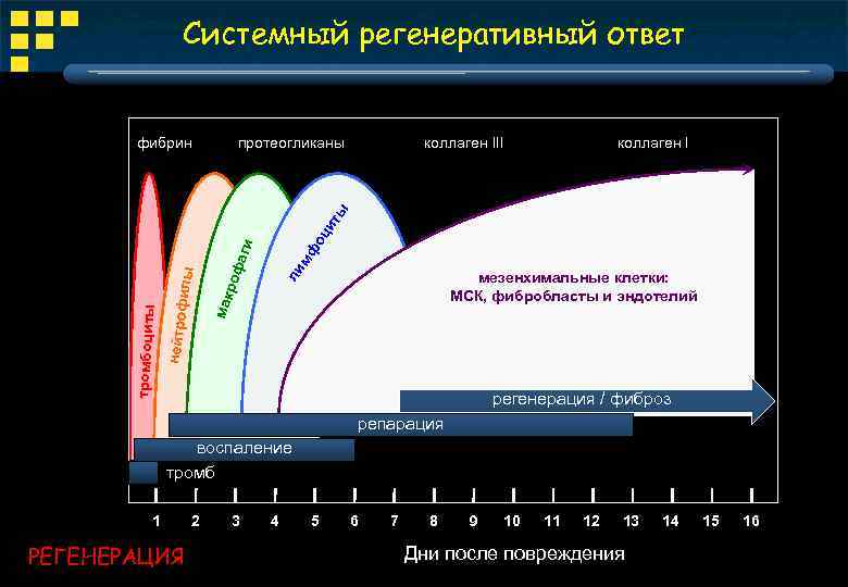 Системный регенеративный ответ протеогликаны коллаген III коллаген I мф ли роф мезенхимальные клетки: МСК,