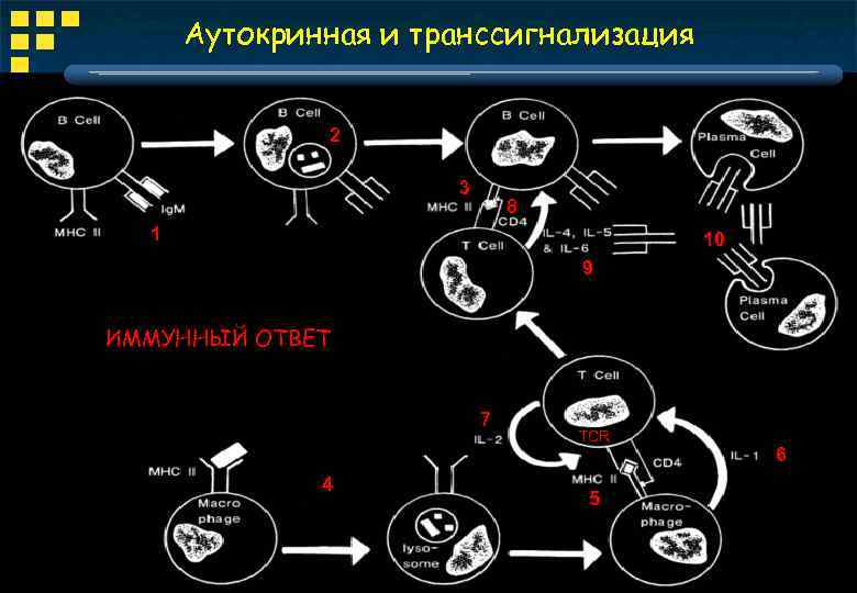 Аутокринная и транссигнализация 2 3 8 1 10 9 ИММУННЫЙ ОТВЕТ 7 4 TCR