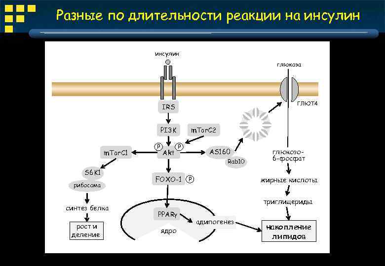 Разные по длительности реакции на инсулин глюкоза ГЛЮТ 4 IRS PI 3 K m.