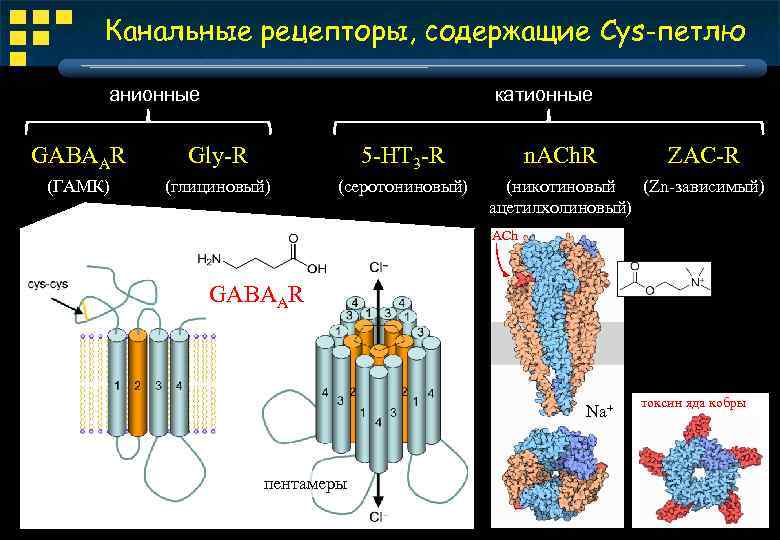 Канальные рецепторы, содержащие Cys-петлю анионные катионные GABAAR Gly-R 5 -HT 3 -R (ГАМК) (глициновый)