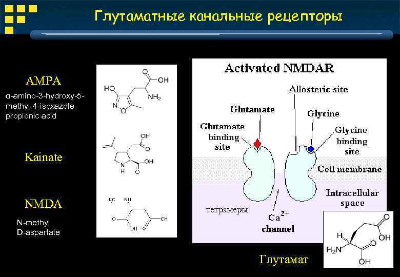 Глутаматные канальные рецепторы AMPA α-amino-3 -hydroxy-5 methyl-4 -isoxazolepropionic acid Kainate NMDA тетрамеры N-methyl D-aspartate