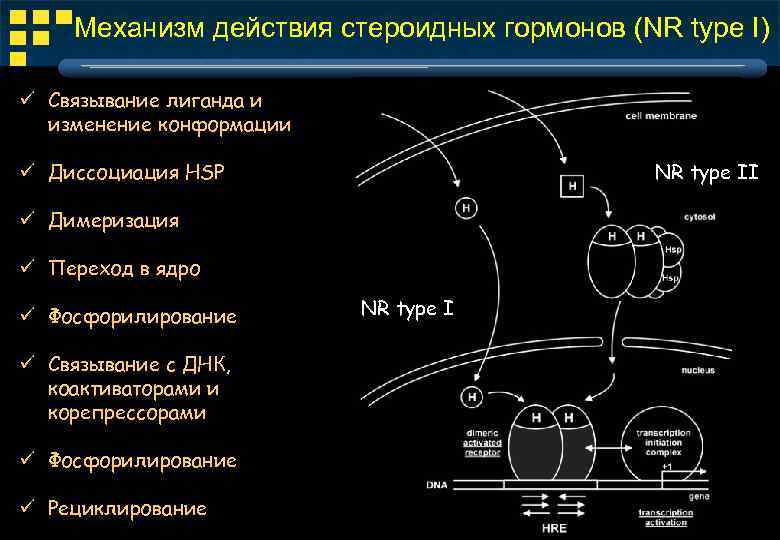 Механизм действия гормонов физиология. Механизм действия стероидных гормонов схема. Механизм действия стероидных гормонов. Механизм действия нестероидных и стероидных гормонов. Стероидные гормоны механизм действия на клетку мишень.