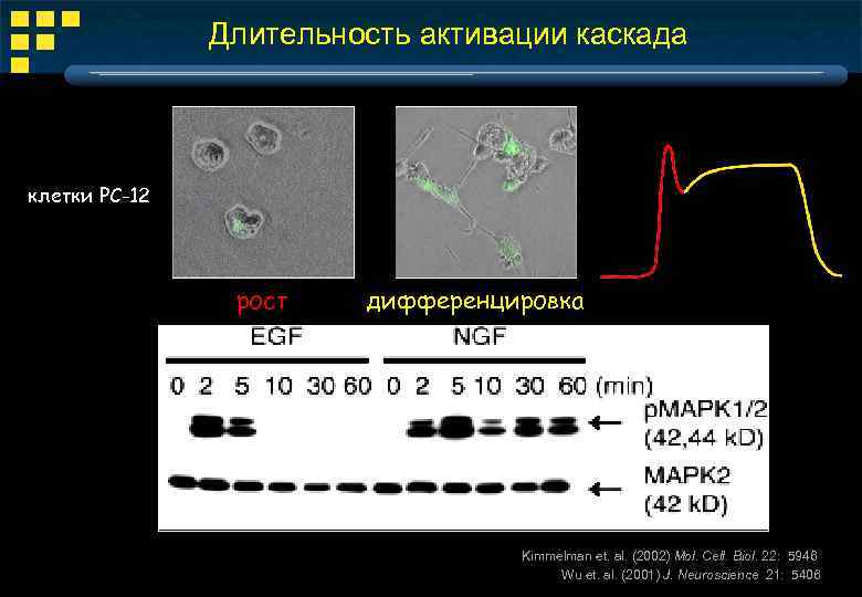 Длительность активации каскада клетки PC-12 рост дифференцировка Kimmelman et. al. (2002) Mol. Cell. Biol.