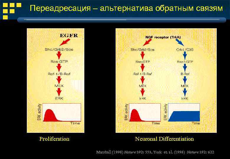 Переадресация – альтернатива обратным связям Proliferation Neuronal Differentiation Marshall (1998) Nature 392: 553, York