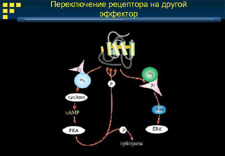 Переключение рецептора на другой эффектор c. AMP субстраты 