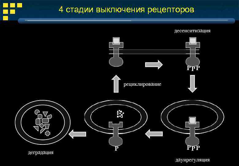 4 стадии выключения рецепторов 