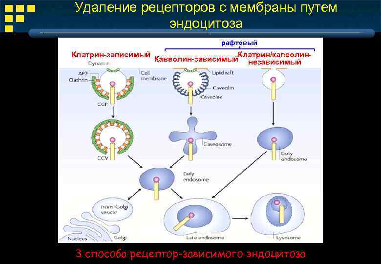 Удаление рецепторов с мембраны путем эндоцитоза рафтовый Клатрин-зависимый Клатрин/кавеолин. Кавеолин-зависимый независимый 3 способа рецептор-зависимого