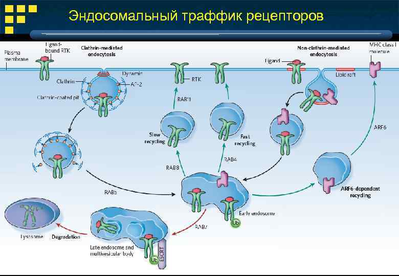 Эндосомальный траффик рецепторов 