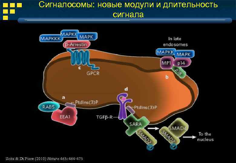 Сигналосомы: новые модули и длительность сигнала Scita & Di Fiore (2010) Nature 463: 464