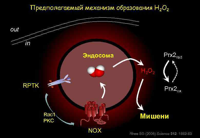 Предполагаемый механизм образования Н 2 О 2 out in Prx 2 red Эндосома H