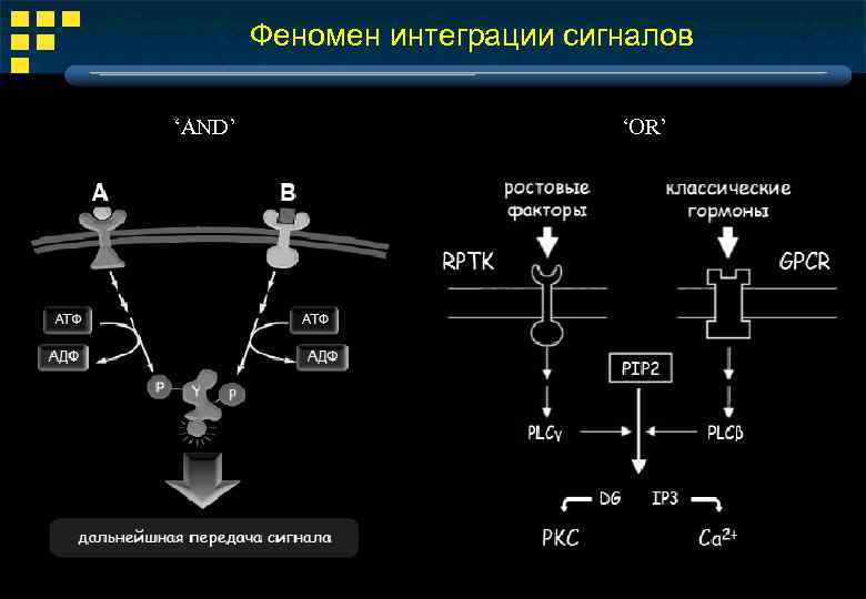 Феномен интеграции сигналов ‘AND’ ‘OR’ 