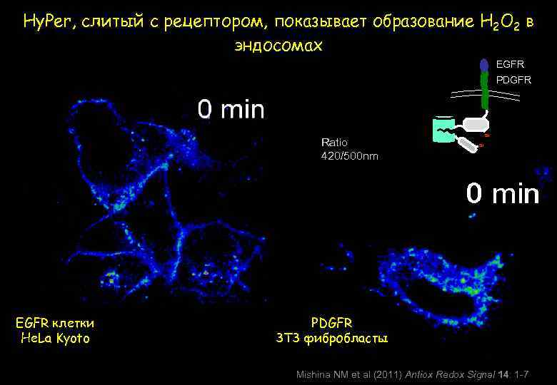 Hy. Per, слитый с рецептором, показывает образование H 2 O 2 в эндосомах EGFR