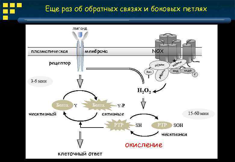 Еще раз об обратных связях и боковых петлях лиганд мембрана NOX рецептор hox ФАД