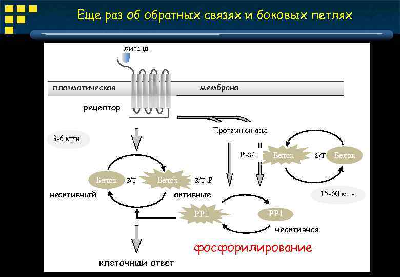 Еще раз об обратных связях и боковых петлях лиганд плазматическая мембрана рецептор Протеинкиназы 3