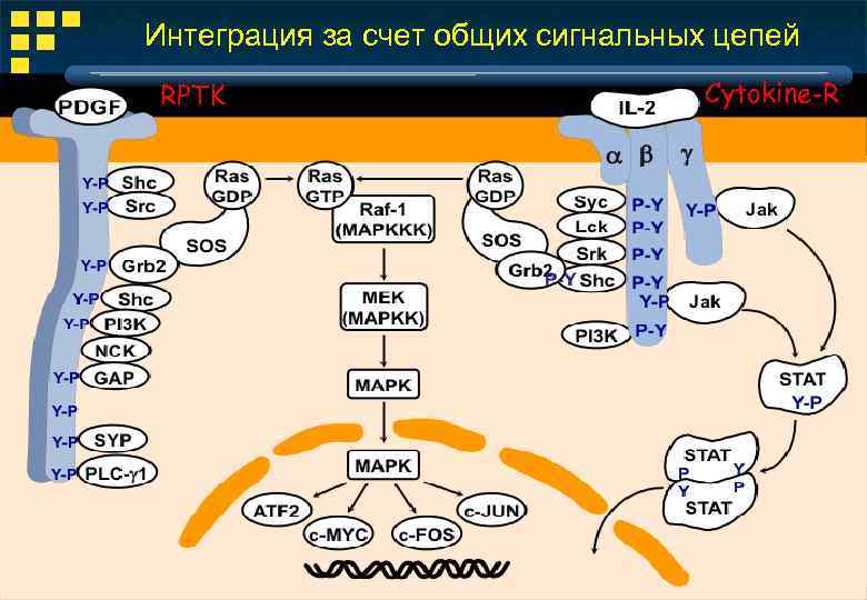 Интеграция за счет общих сигнальных цепей RPTK Cytokine-R 