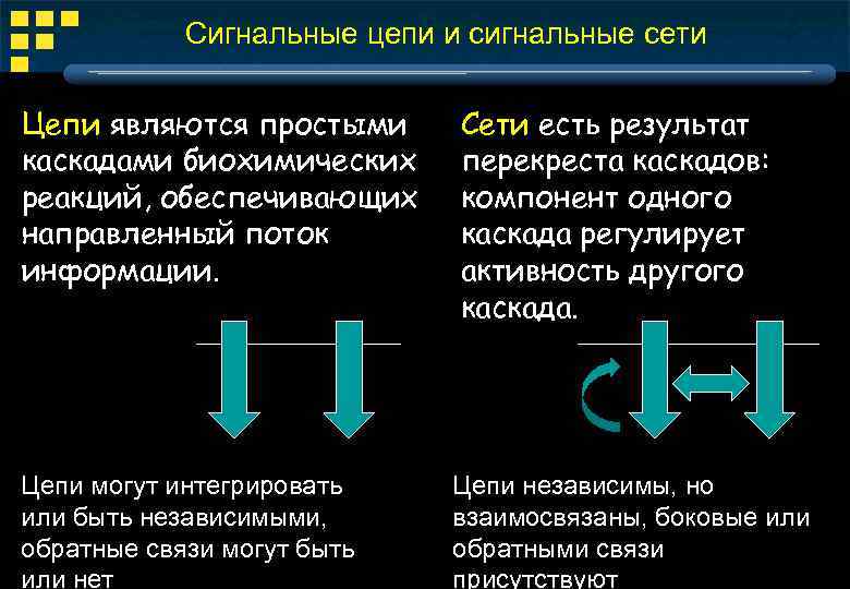 Сигнальные цепи и сигнальные сети Цепи являются простыми каскадами биохимических реакций, обеспечивающих направленный поток