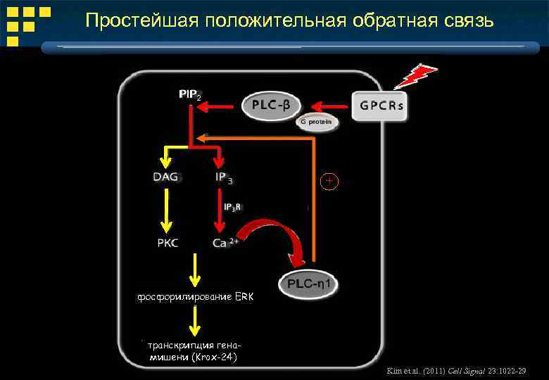 Простейшая положительная обратная связь PIP 2 + фосфорилирование ERK транскрипция генамишени (Krox-24) Kim et