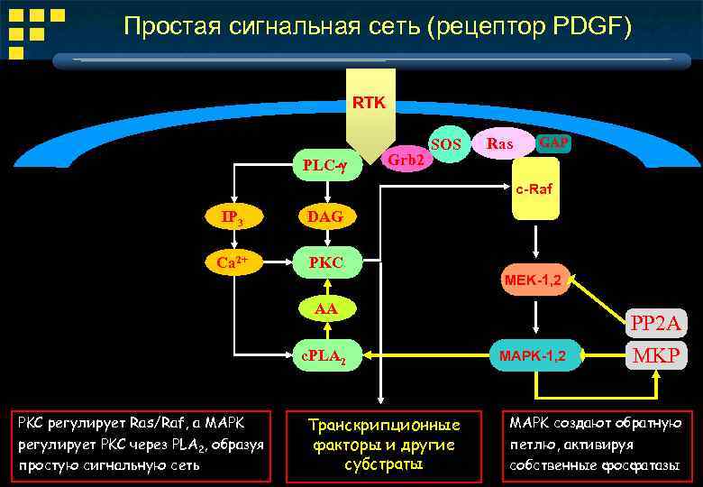 Простая сигнальная сеть (рецептор PDGF) RTK PLC- Grb 2 SOS Ras GAP c-Raf IP