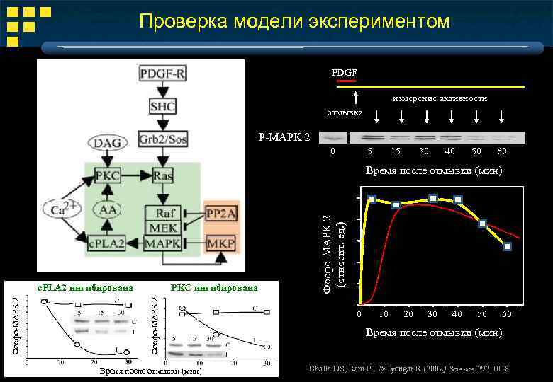 Проверка модели экспериментом PDGF измерение активности отмывка P-MAPK 2 0 5 15 30 40