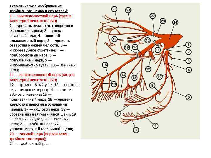 Схематическое изображение тройничного нерва и его ветвей: 1 — нижнечелюстной нерв (третья ветвь тройничного