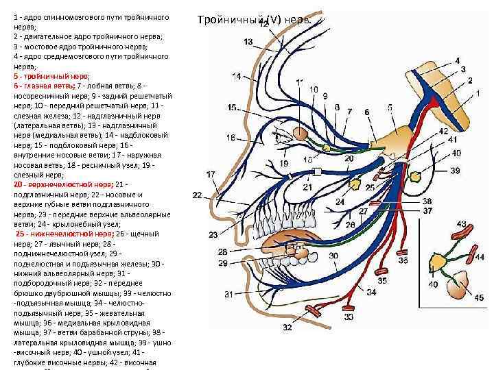 Лицевой нерв челюсти. Тройничный нерв анатомия ветви схема. Схема иннервации лицевого нерва. Тройничный нерв схема 1 ветви. Схема проекции ветвей тройничного нерва.