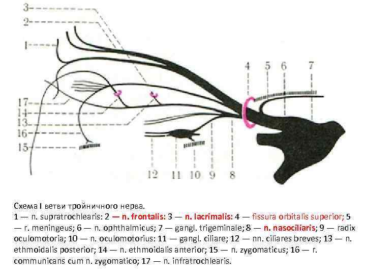 Схема I ветви тройничного нерва. 1 — n. supratrochlearis: 2 — n. frontalis: 3