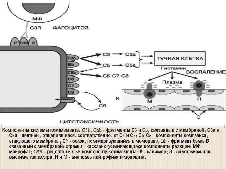 Компоненты системы комплемента: C 3 b, C 5 b - фрагменты С 3 и