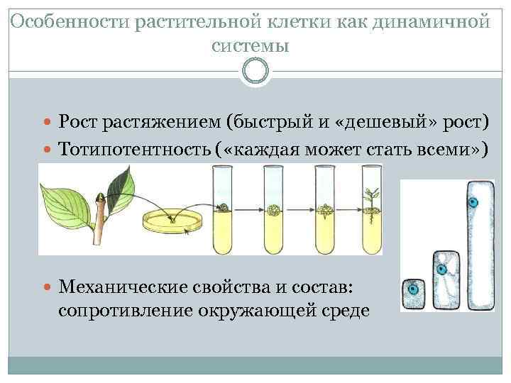 Особенности растительной клетки как динамичной системы Рост растяжением (быстрый и «дешевый» рост) Тотипотентность (