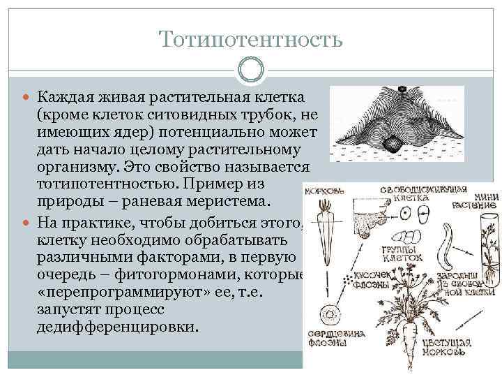 Тотипотентность Каждая живая растительная клетка (кроме клеток ситовидных трубок, не имеющих ядер) потенциально может