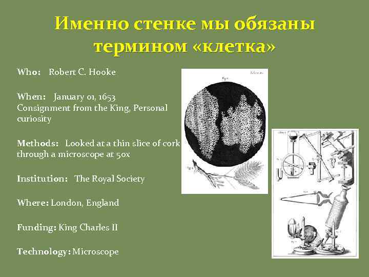 Именно стенке мы обязаны термином «клетка» Who: Robert C. Hooke When: January 01, 1653