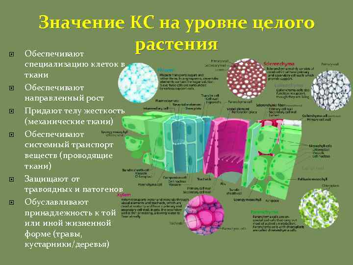  Значение КС на уровне целого растения Обеспечивают специализацию клеток в ткани Обеспечивают направленный