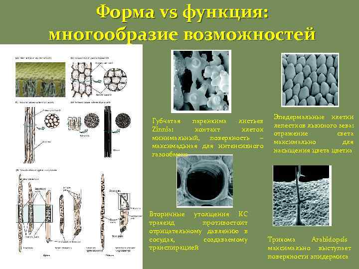 Форма vs функция: многообразие возможностей Губчатая паренхима листьев Zinnia: контакт клеток минимальный, поверхность –