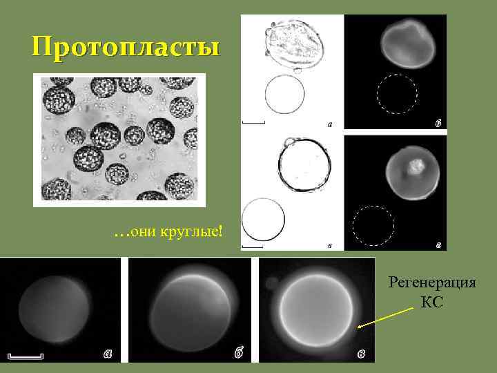 Протопласты …они круглые! Регенерация КС 