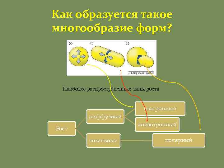 Как образуется такое многообразие форм? Наиболее распространенные типы роста изотропный диффузный анизотропный Рост локальный