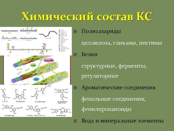 Химический состав КС Полисахариды целлюлоза, гликаны, пектины Белки структурные, ферменты, регуляторные Ароматические соединения фенольные