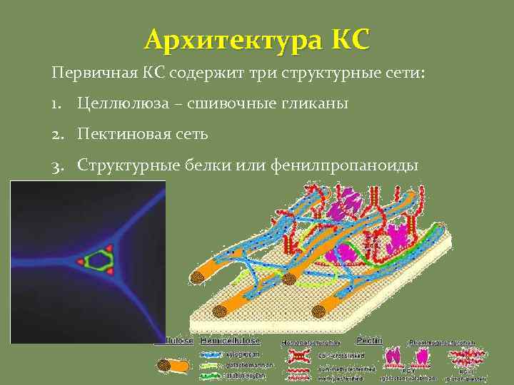 Архитектура КС Первичная КС содержит три структурные сети: 1. Целлюлюза – сшивочные гликаны 2.