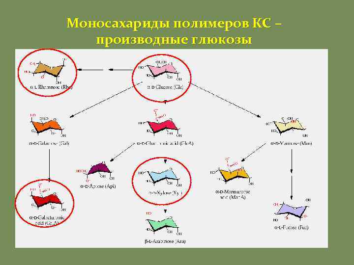 Моносахариды полимеров КС – производные глюкозы 