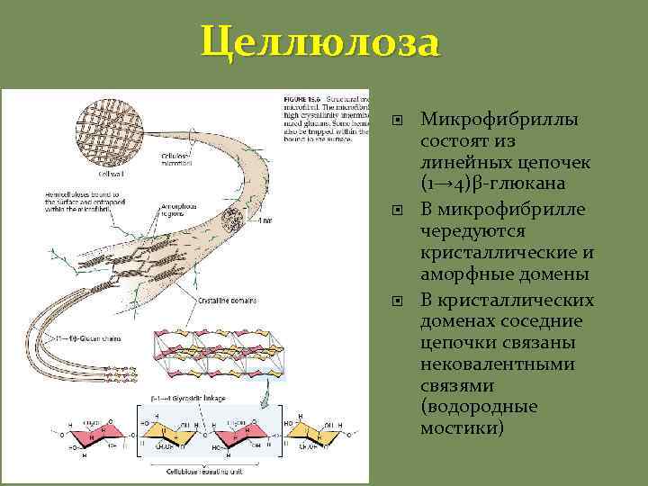 Целлюлоза Микрофибриллы состоят из линейных цепочек (1→ 4)β-глюкана В микрофибрилле чередуются кристаллические и аморфные