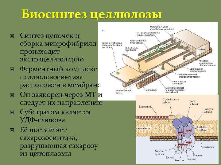 Биосинтез целлюлозы Синтез цепочек и сборка микрофибрилл происходит экстрацеллюларно Ферментный комплекс целлюлозосинтаза расположен в