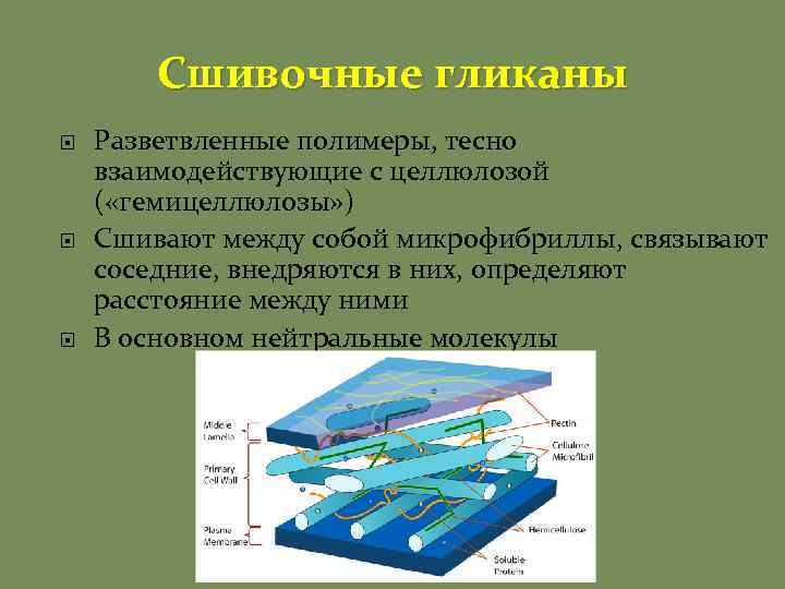 Сшивочные гликаны Разветвленные полимеры, тесно взаимодействующие с целлюлозой ( «гемицеллюлозы» ) Сшивают между собой