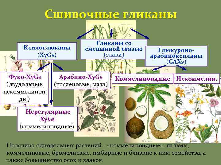 Сшивочные гликаны Ксилоглюканы (Xy. Gs) Фуко-Xy. Gs (двудольные, некоммелинои дн. ) Гликаны со смешанной