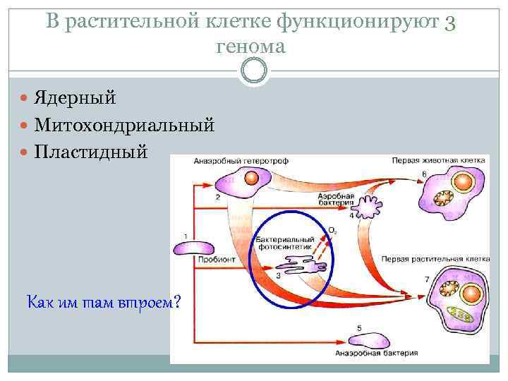 В растительной клетке функционируют 3 генома Ядерный Митохондриальный Пластидный Как им там втроем? 