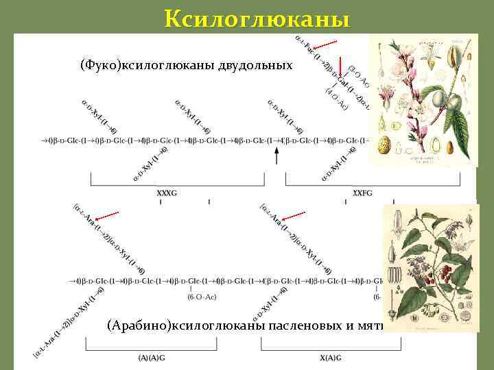 Ксилоглюканы (Фуко)ксилоглюканы двудольных (Арабино)ксилоглюканы пасленовых и мяты 