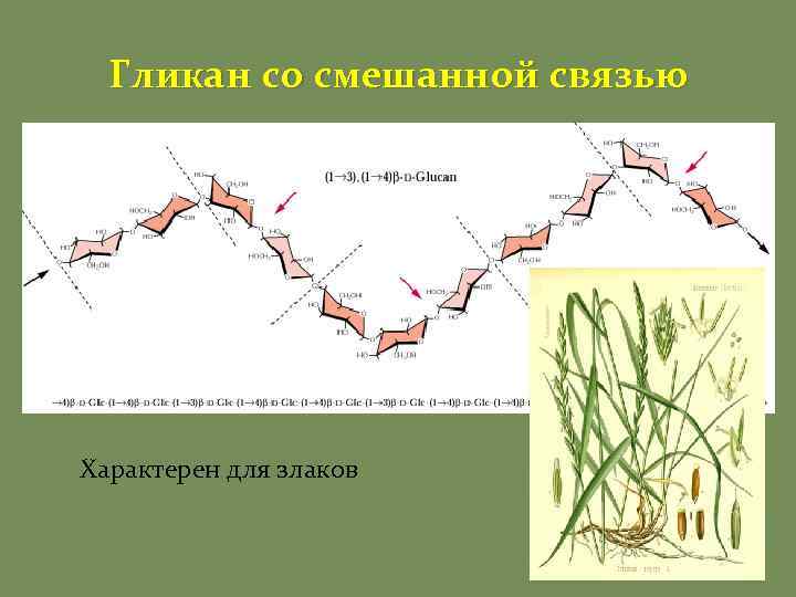 Гликан со смешанной связью Характерен для злаков 