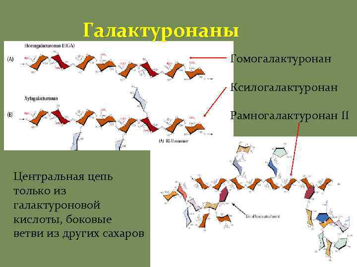 Галактуронаны Гомогалактуронан Ксилогалактуронан Рамногалактуронан II Центральная цепь только из галактуроновой кислоты, боковые ветви из