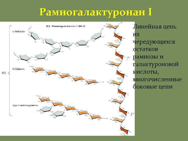 Рамногалактуронан I Линейная цепь из чередующихся остатков рамнозы и галактуроновой кислоты, многочисленные боковые цепи