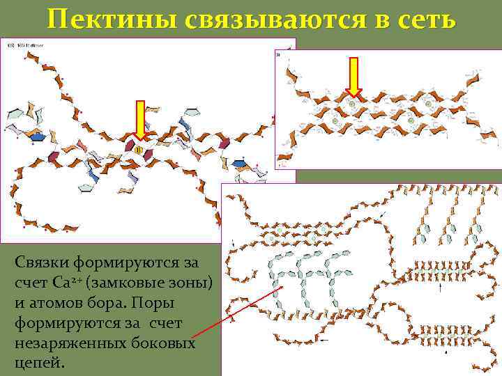 Пектины связываются в сеть Связки формируются за счет Са 2+ (замковые зоны) и атомов