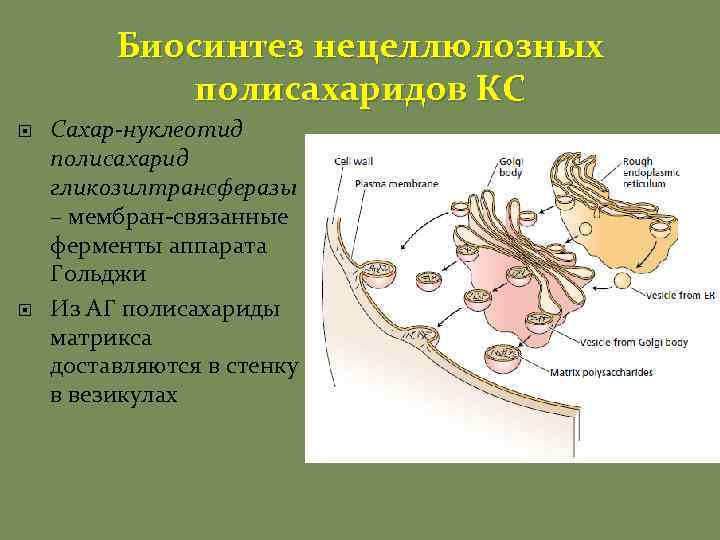 Биосинтез нецеллюлозных полисахаридов КС Сахар-нуклеотид полисахарид гликозилтрансферазы – мембран-связанные ферменты аппарата Гольджи Из АГ