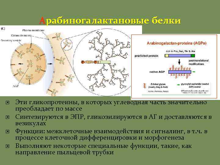 Арабиногалактановые белки Эти гликопротеины, в которых углеводная часть значительно преобладает по массе Синтезируются в